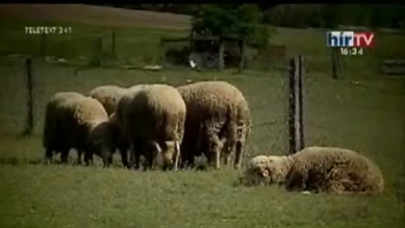 A humán és állatorvos kapcsolata / Pszichoszociális terápia a daganatosaknak –Gyógyhír
