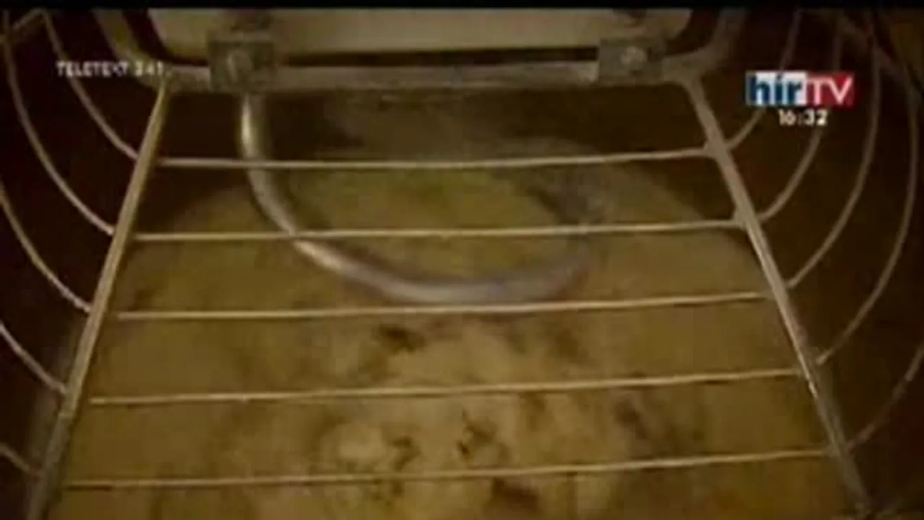 Mindennapi kenyerünk / A rheumatoid arthritis – Gyógyhír