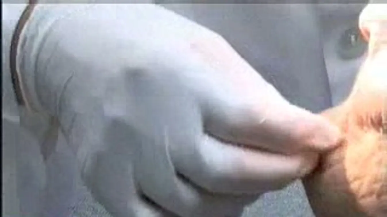 Híradó 17 óra - 2011. 11. 01.