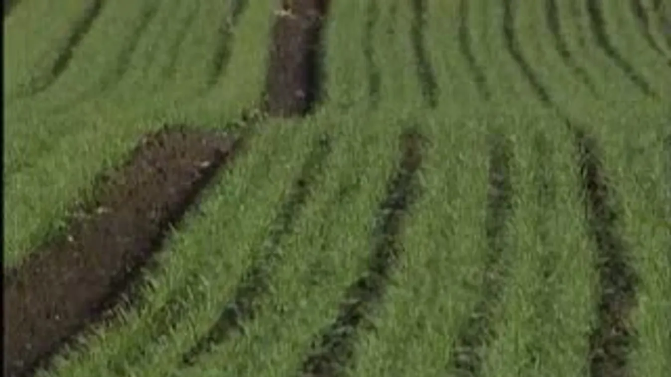 Tejgazdaság – Soroló