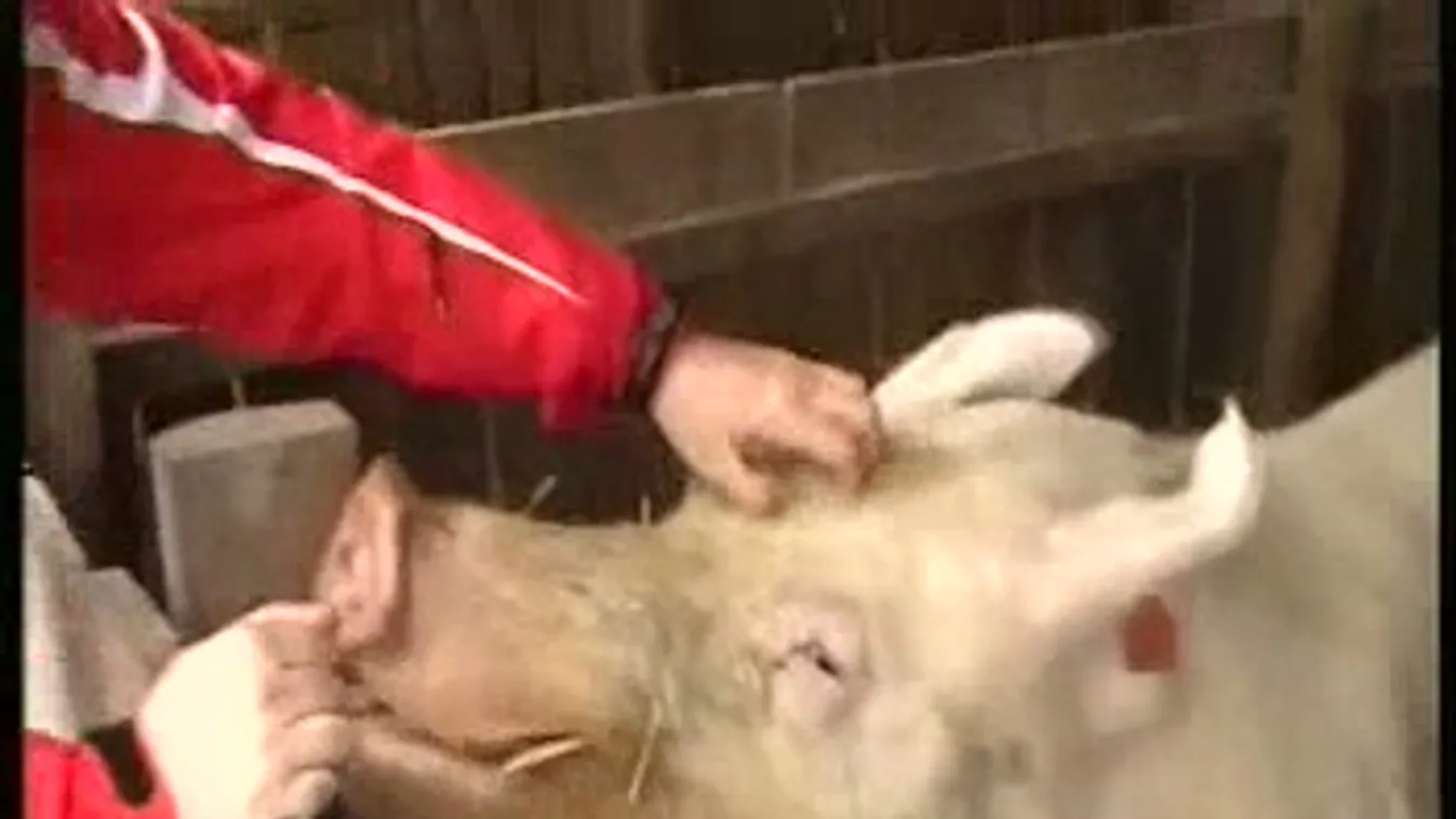 Lendületet vinnének a sertéstartásba