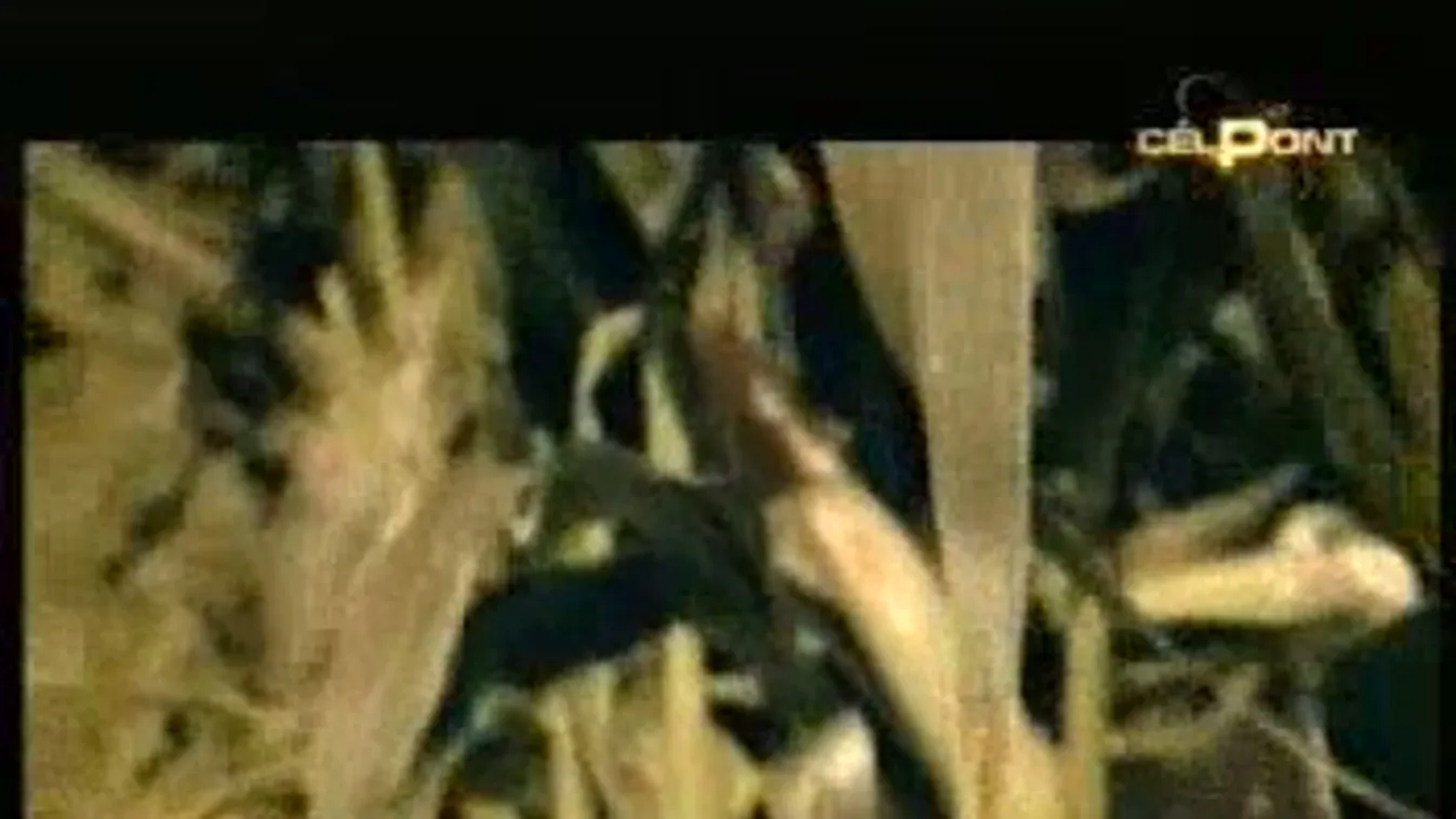 Íme a Célpont karácsonyi ajándéka – Célpont