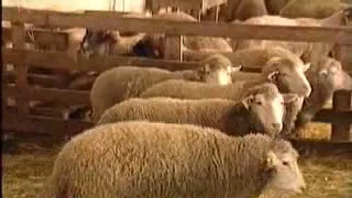 A szőrös bárányok sem hallgatnak
