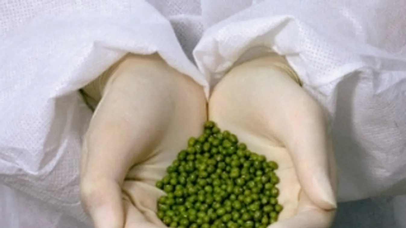 Újabb szög a GMO-s élelmiszerek koporsójában – Zöldgömb