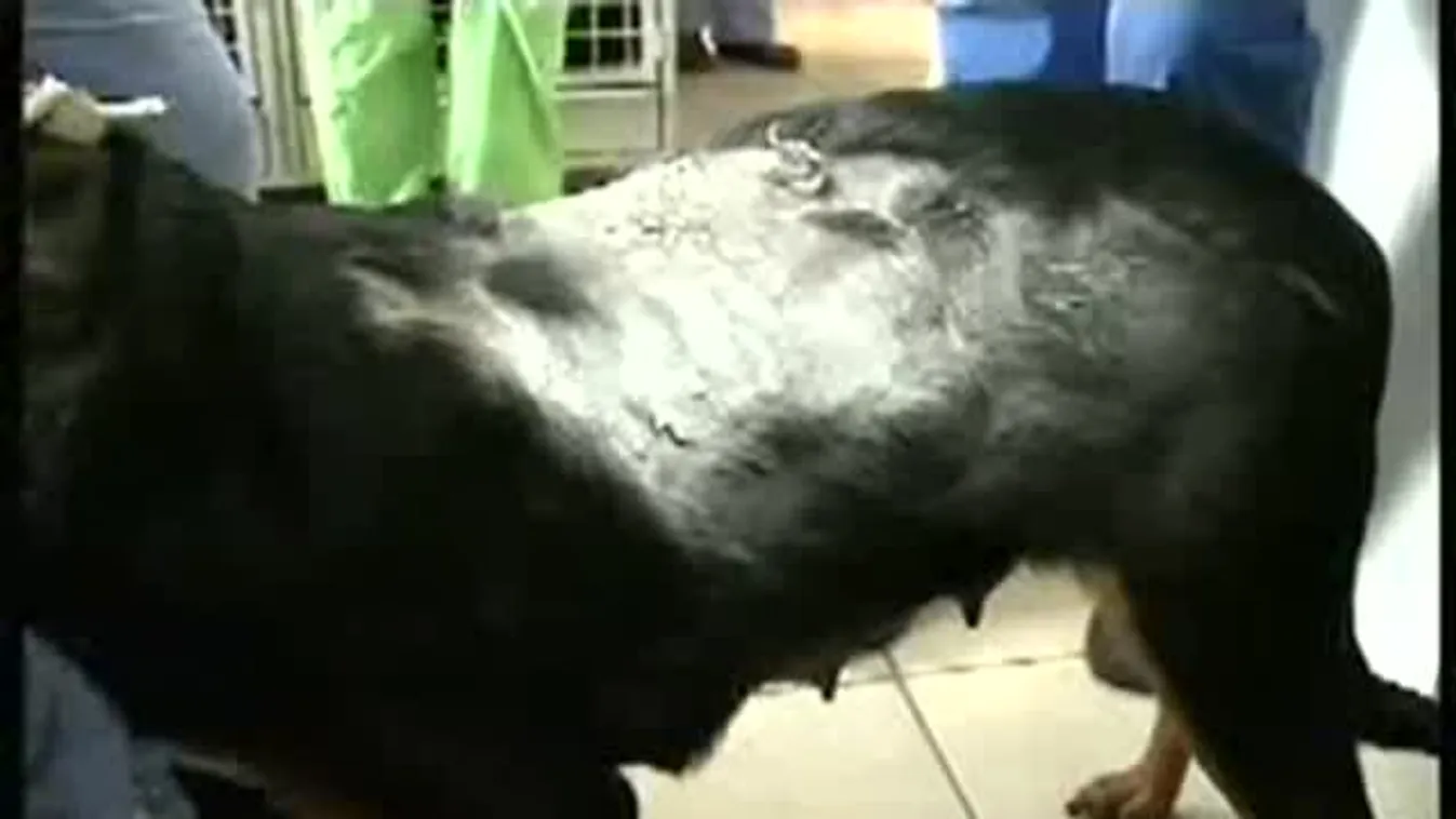 Téglát akasztottak a nyakába és bedobták a patakba