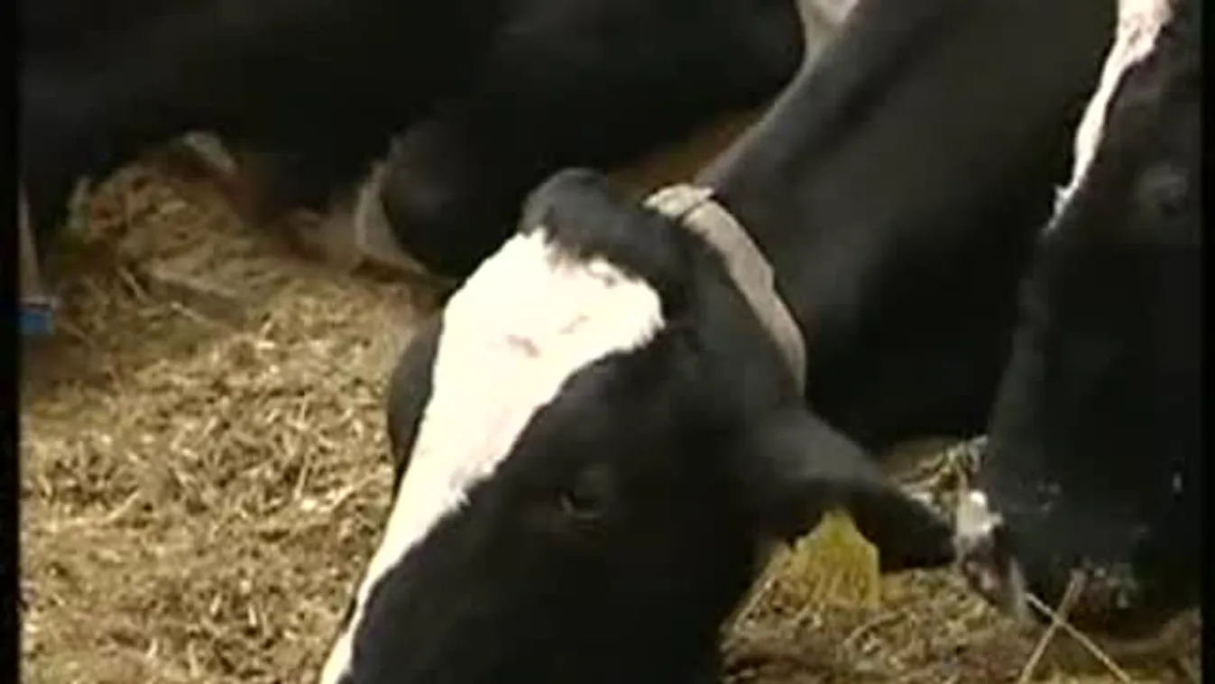 Csak ötvenen túli plüssmackóknak – Soroló