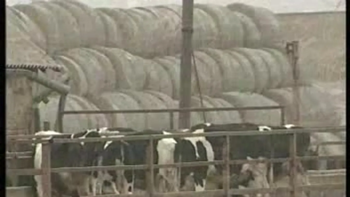 Lépésszámláló teheneknek – Soroló