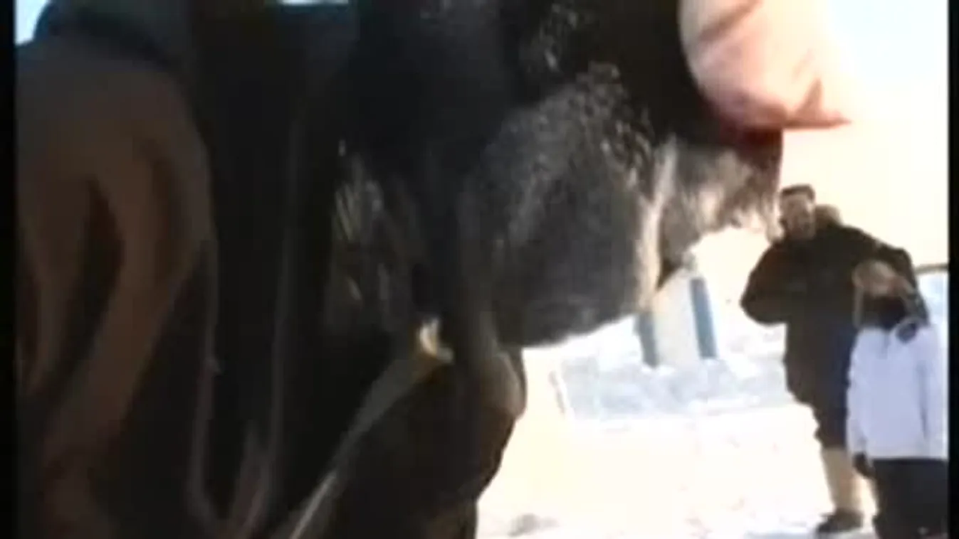 Újmódi házi kedvenc New Yorkban – Felfedező