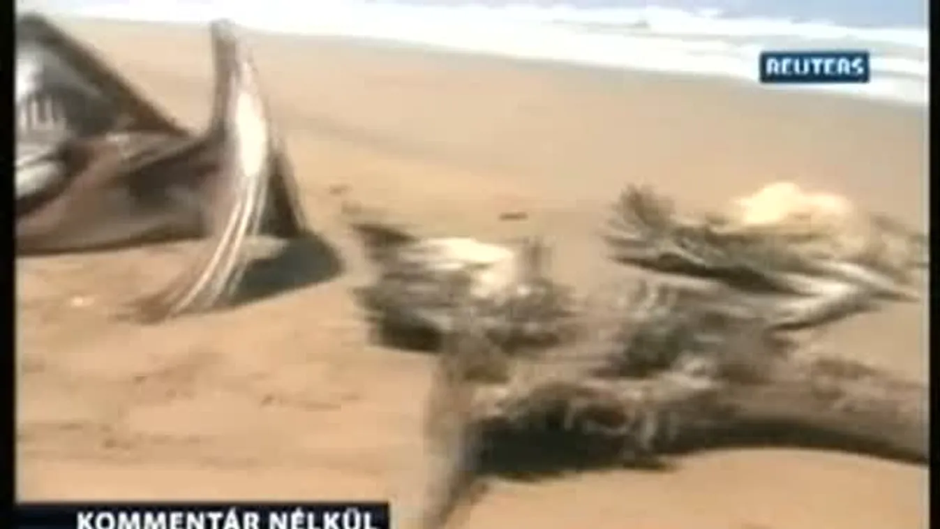 Több mint ezer delfin- és pelikántetemet találtak a perui tengerparton