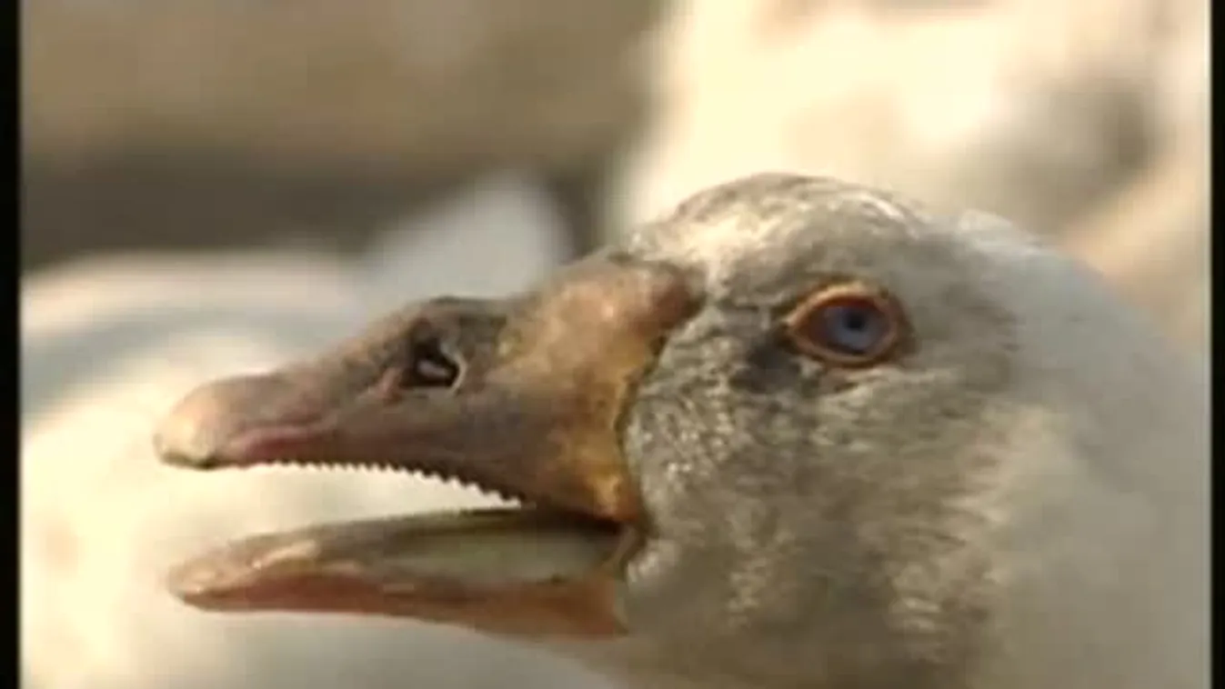 Már európai szinten is meghatározók – Soroló