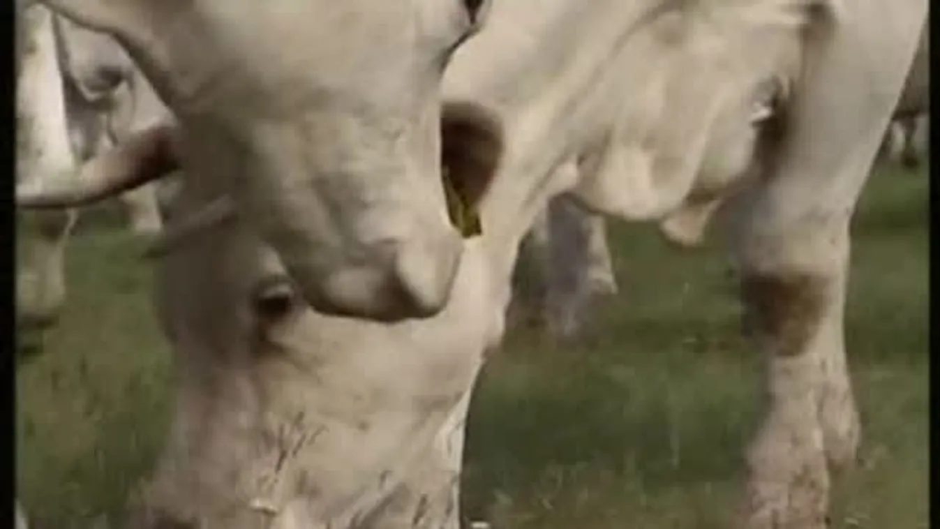 Átvészelte a téeszesítést is – Soroló