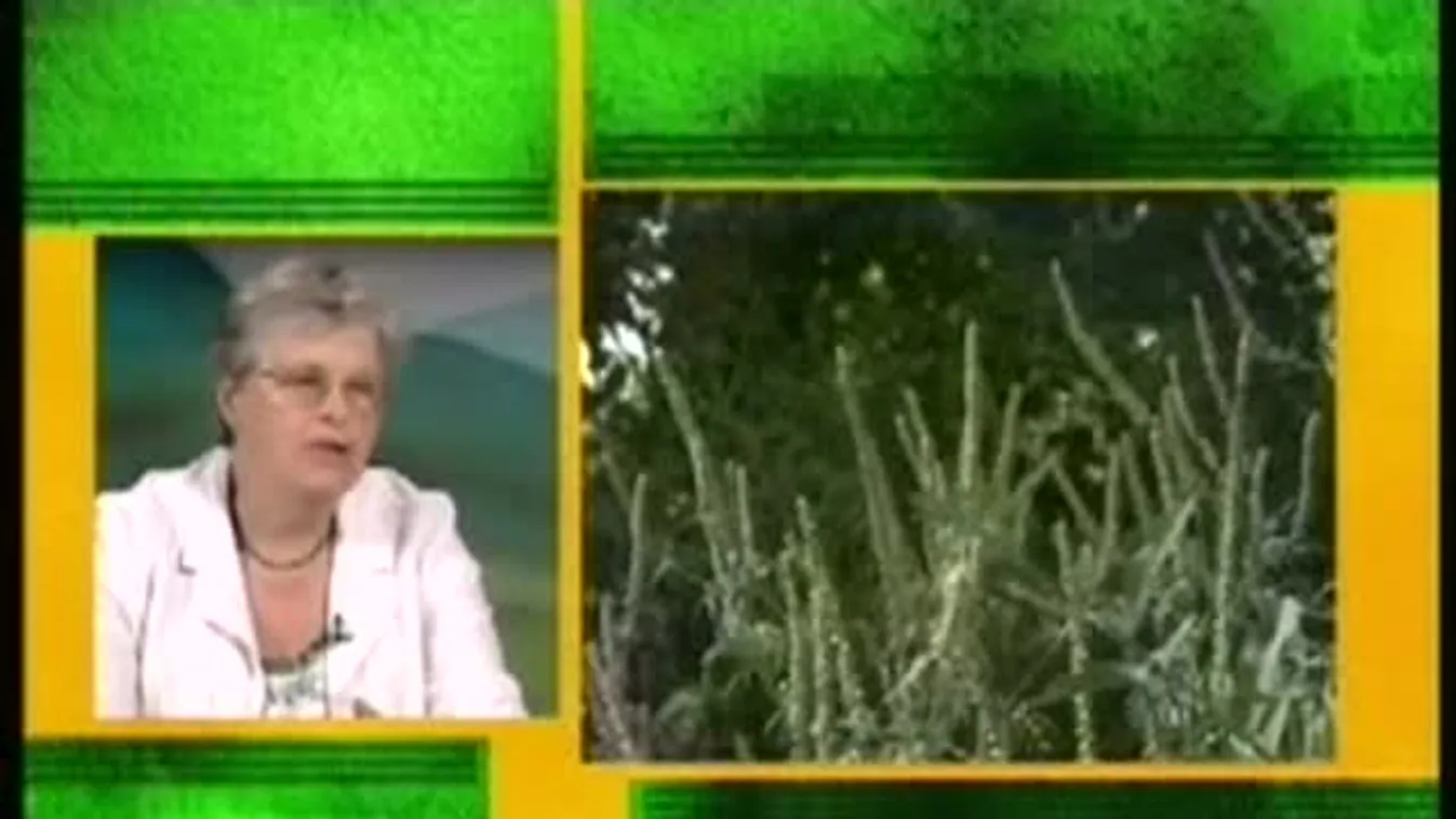 Lélegezzünk mélyeket? – Zöld övezet