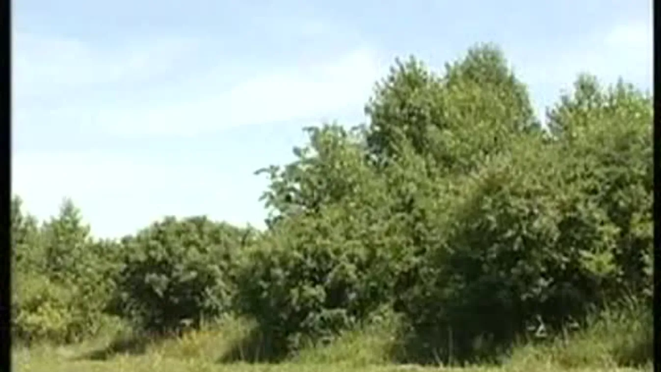 Ime a manipulatív csúsztatások mögötti tények – Soroló