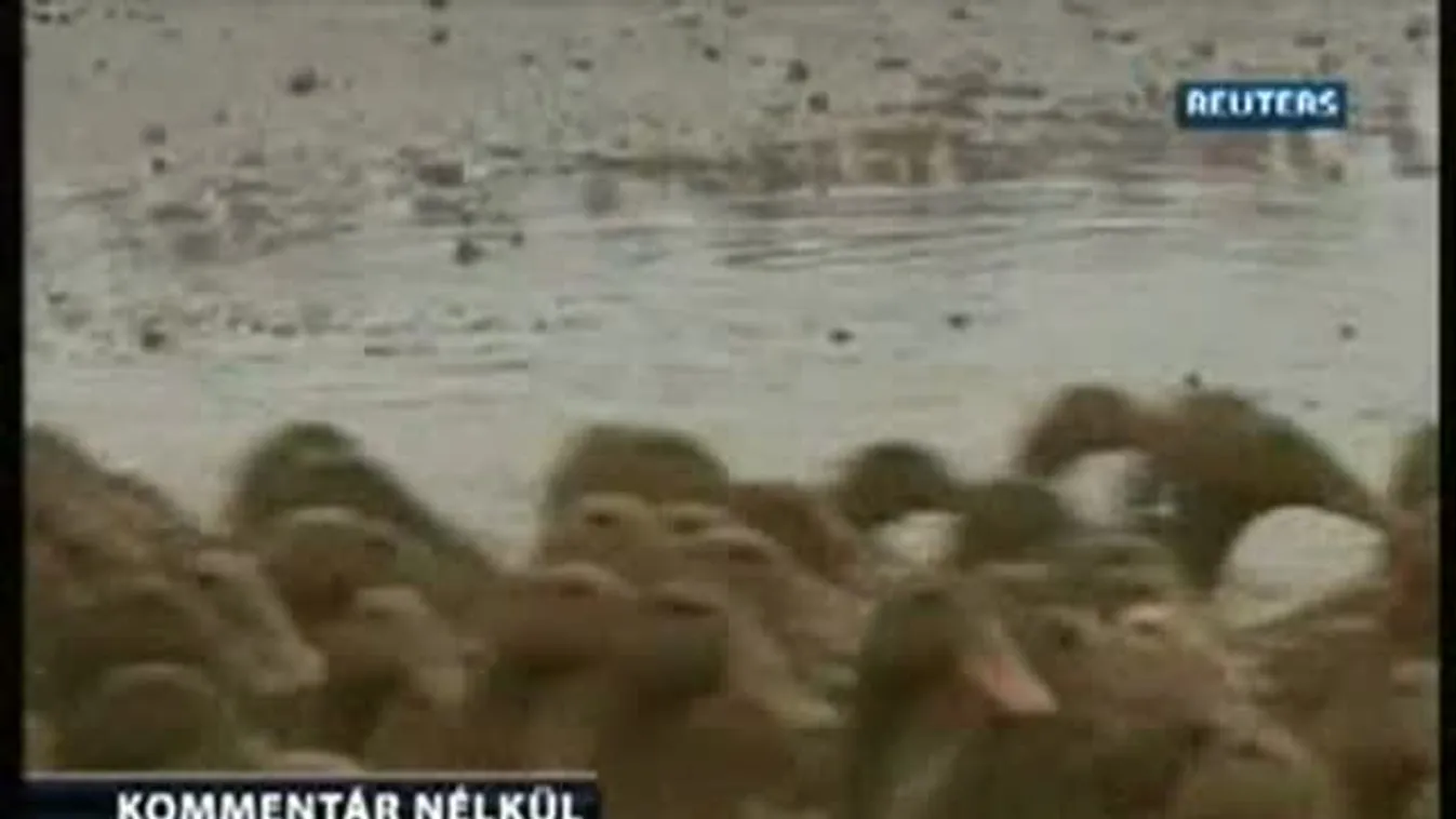 Kacsasétáltatás Kínában