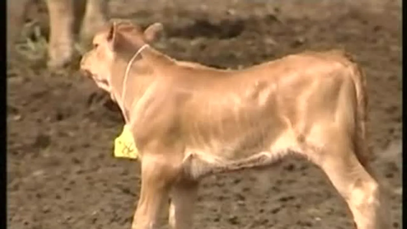 Alig tudják elhelyezni a térképen – Soroló