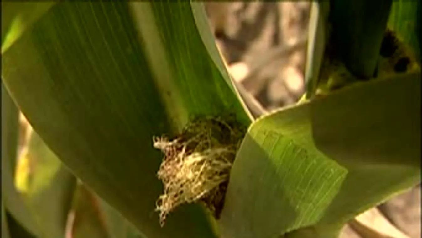 A forróság gondokat okozott – Soroló