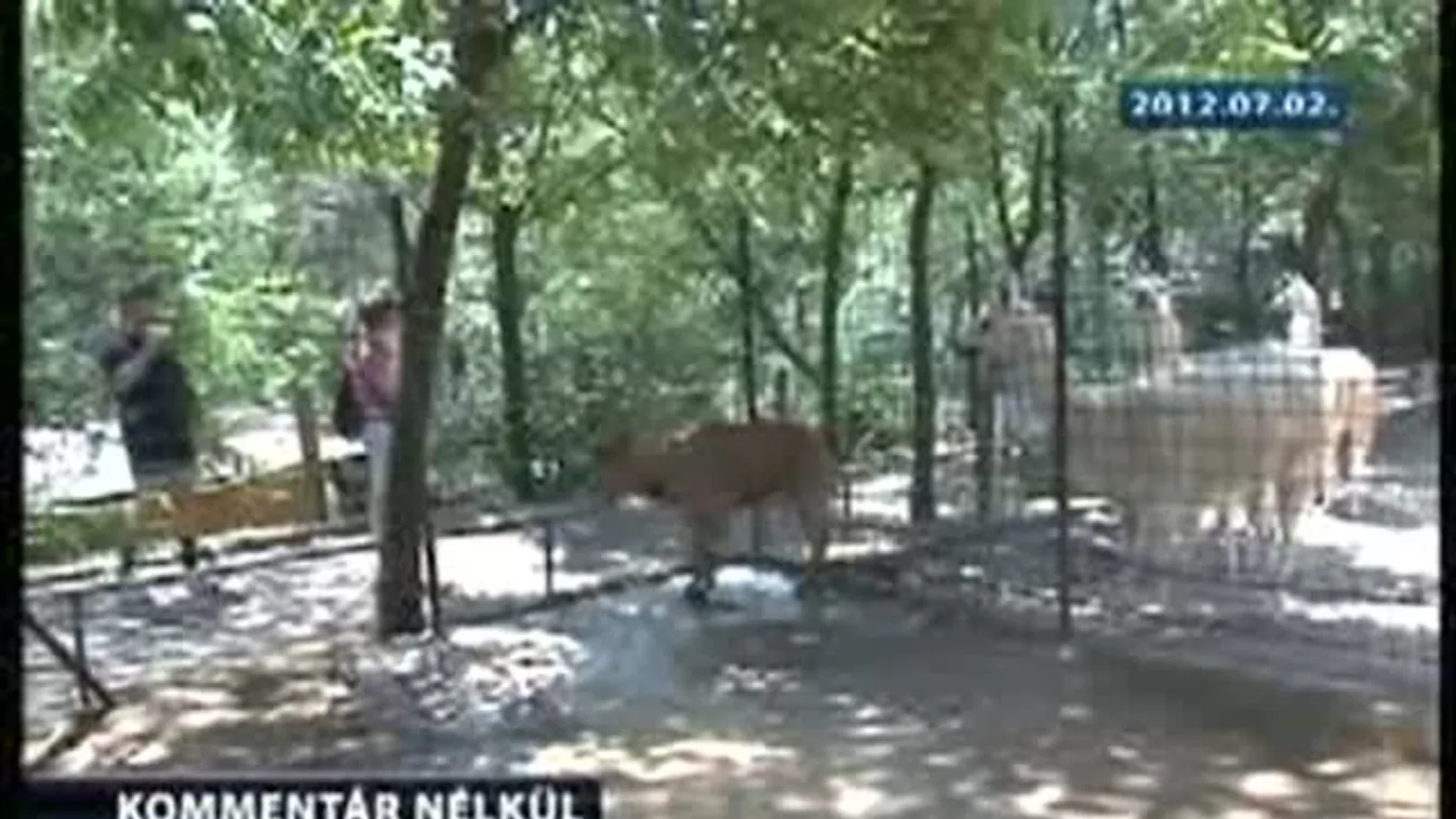 A nagy melegben hűsítik a pécsi állatkert lakóit