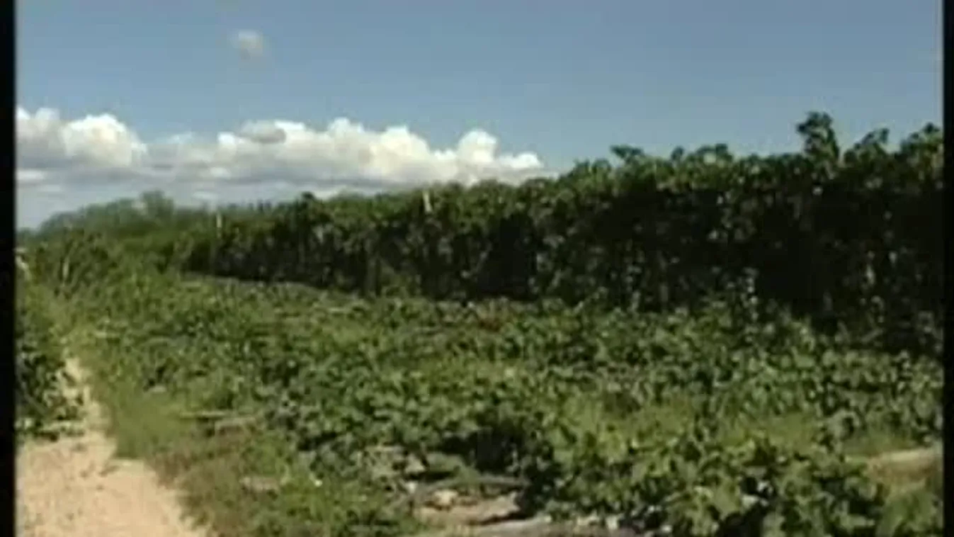 Néha áttörik a villanypásztort – Soroló