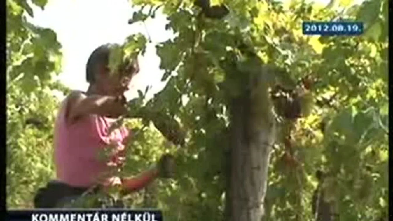 Megkezdődött a szüret a Villányi borvidéken