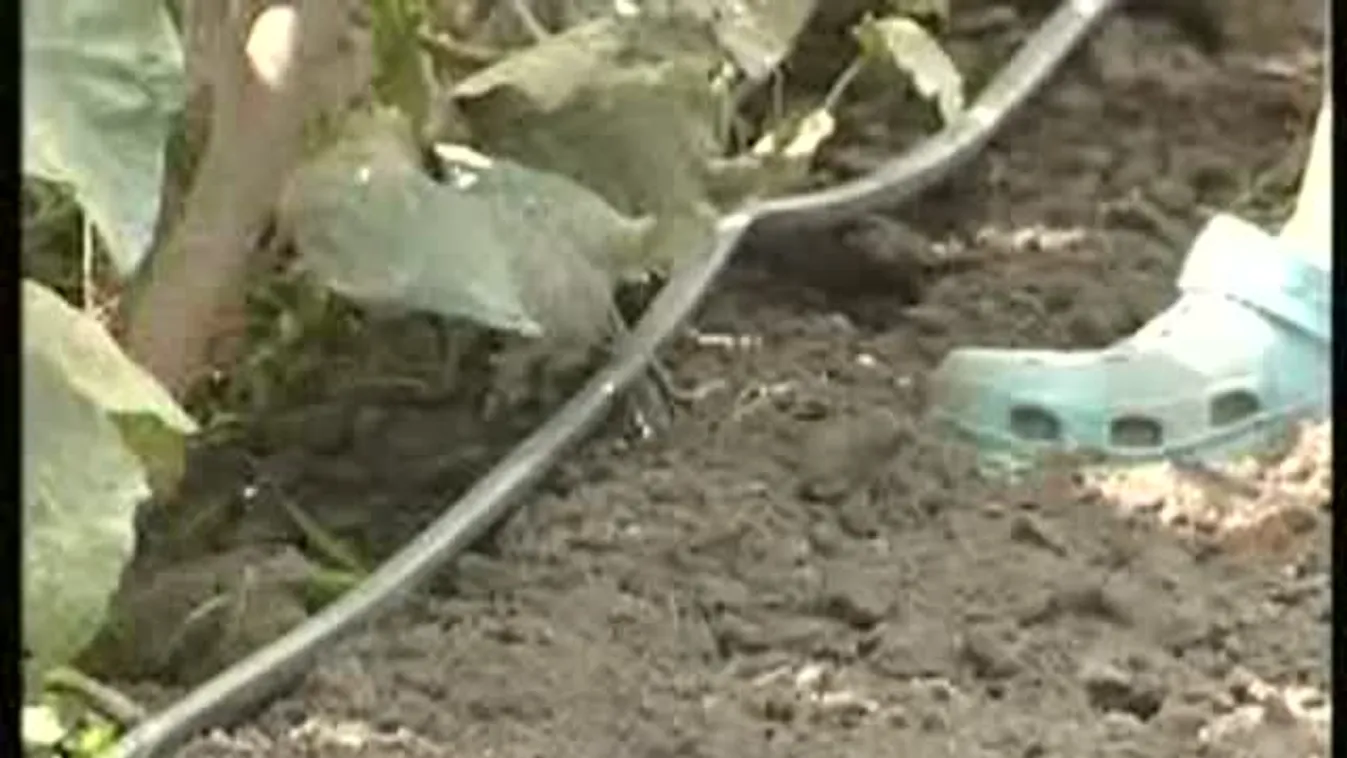 Újabb lépések jönnek a siker után – Soroló