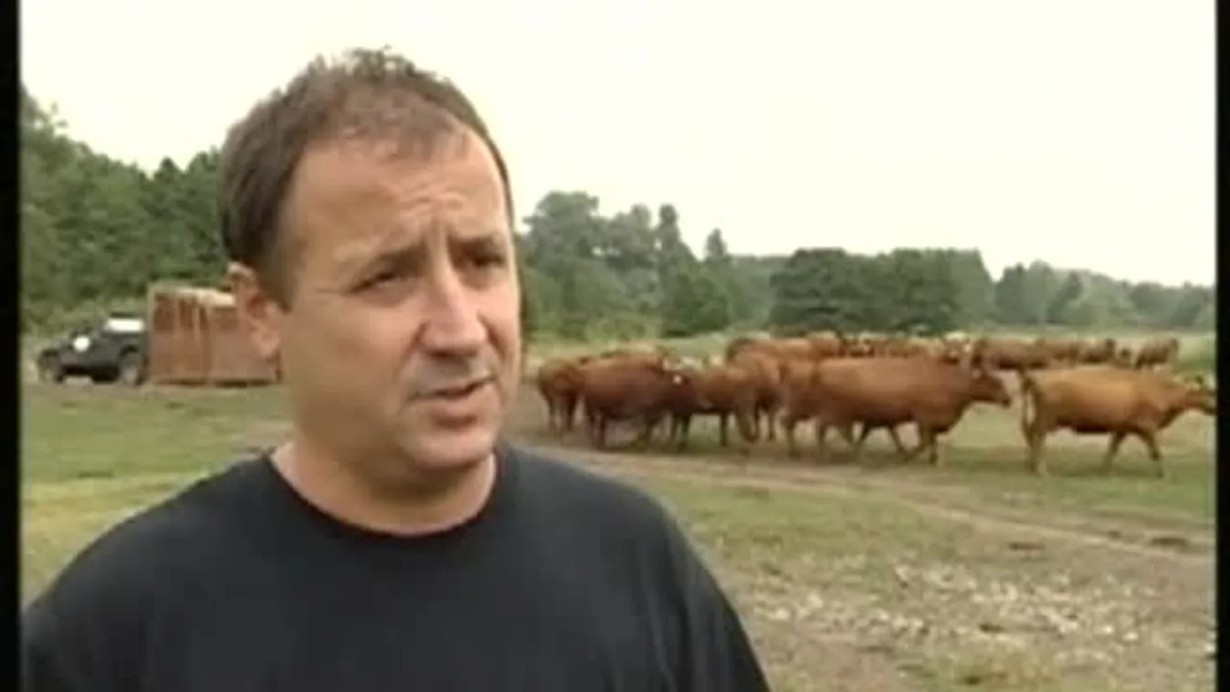 Magyar gazda farmján híznak a húsmarhák – Soroló