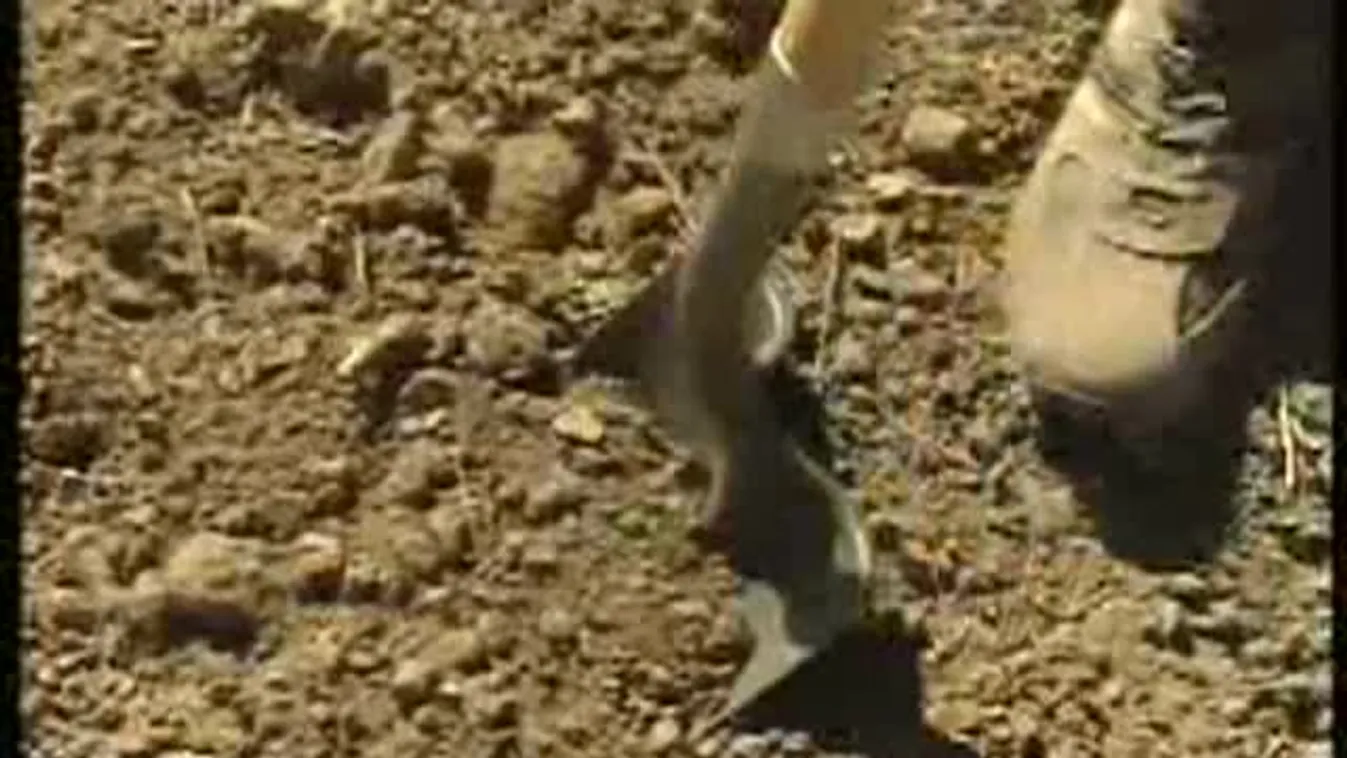 Mindenki ráfizet a hatalmas aszályra