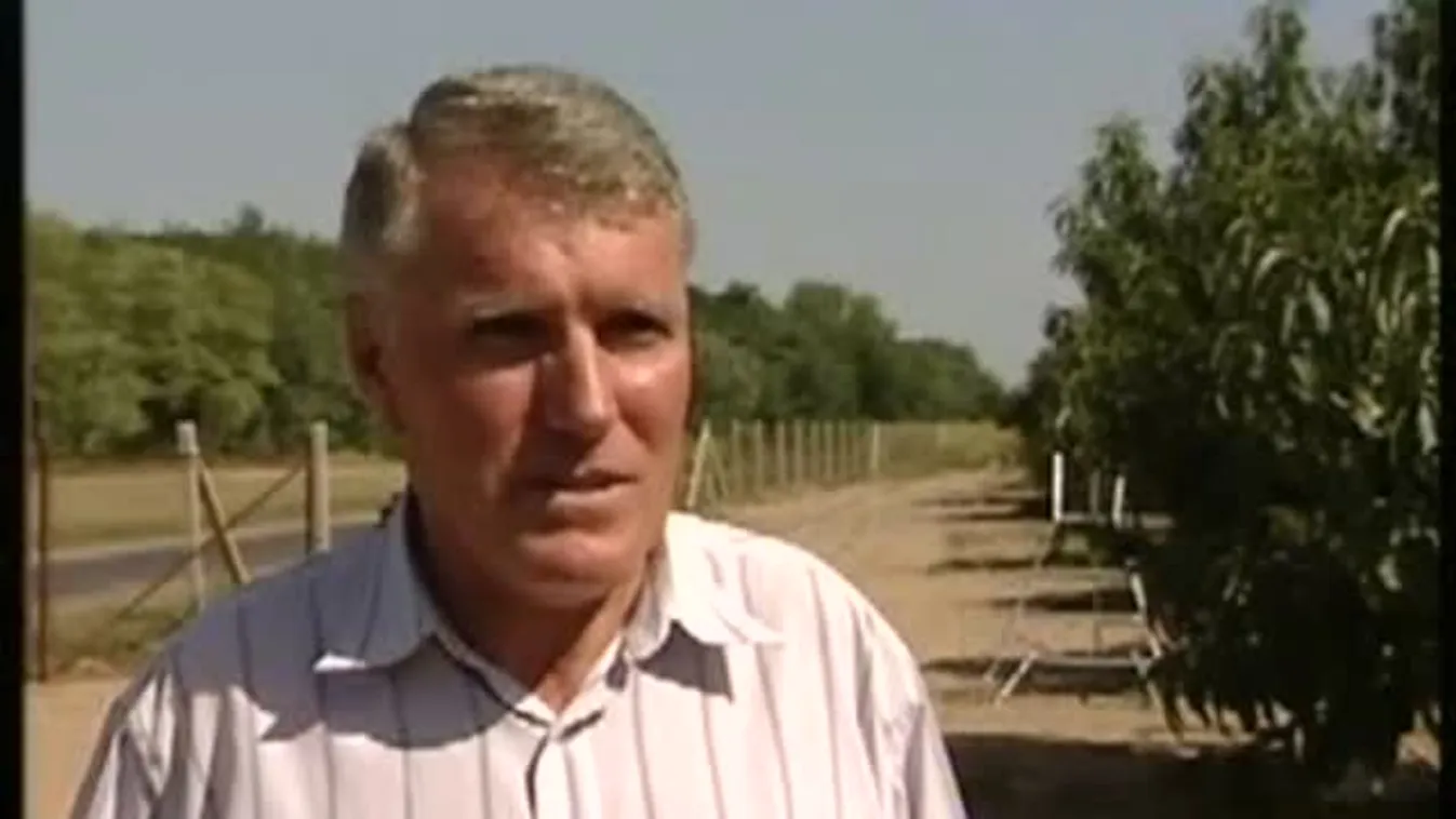 Idén is jártak tolvajok a szőlőkben - Soroló