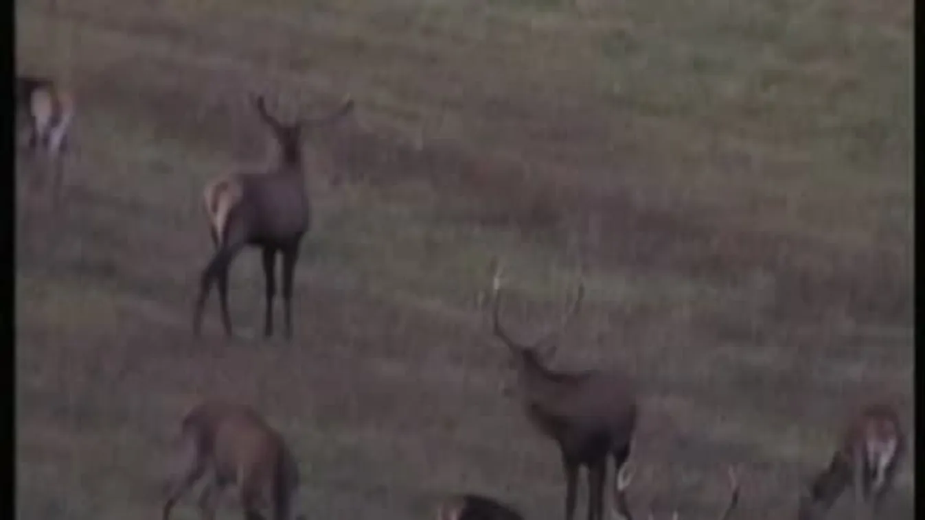 A szarvasok hangja nyitotta a vadászidényt