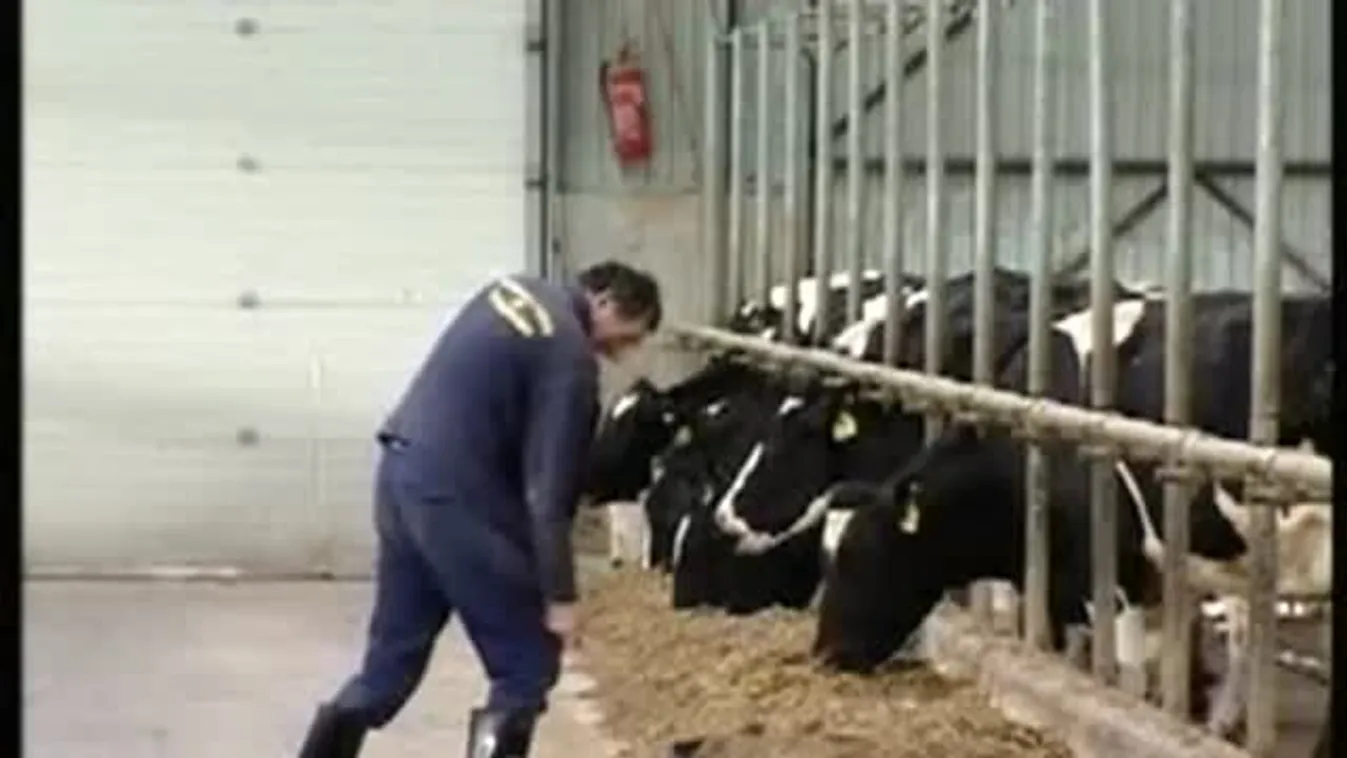 Szürkemarha Vigadalom – Soroló