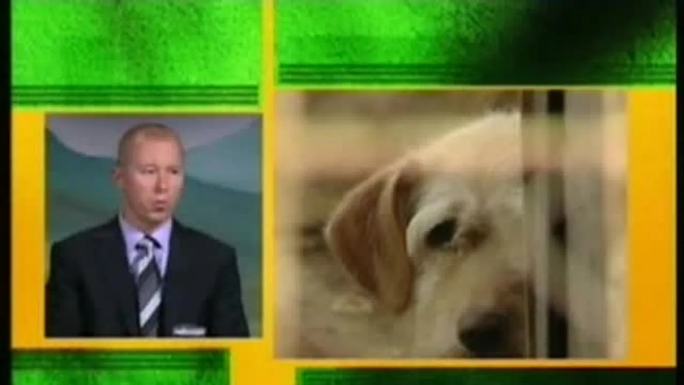 Állatok – Zöld övezet