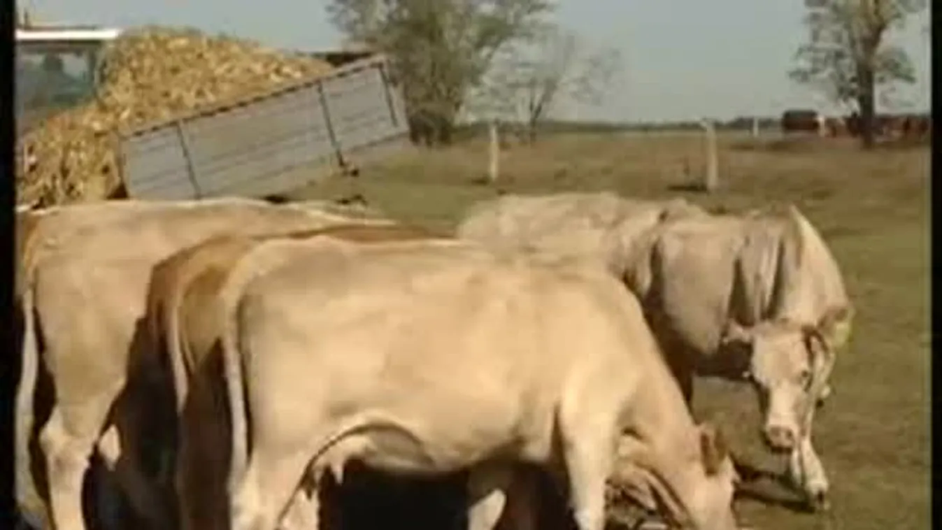 Van, aki még kivár a tenyérbecsapással - Soroló