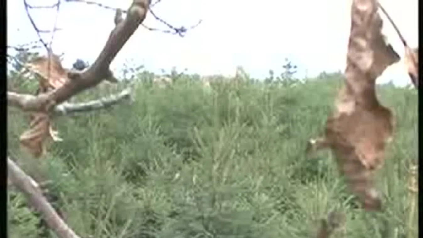 Honvédségi helikopterekkel őrzik a fenyőfákat