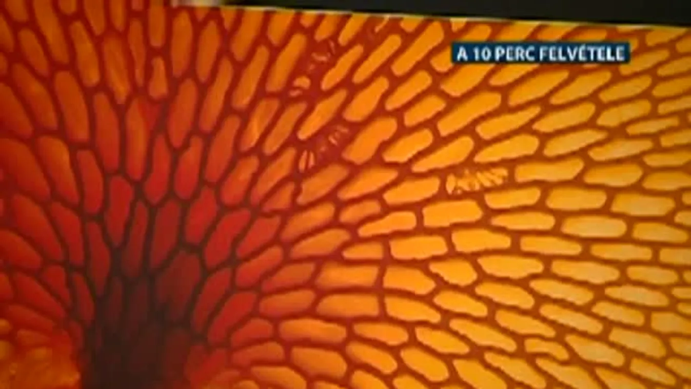 Paletta – Az év természetfotósa 2012