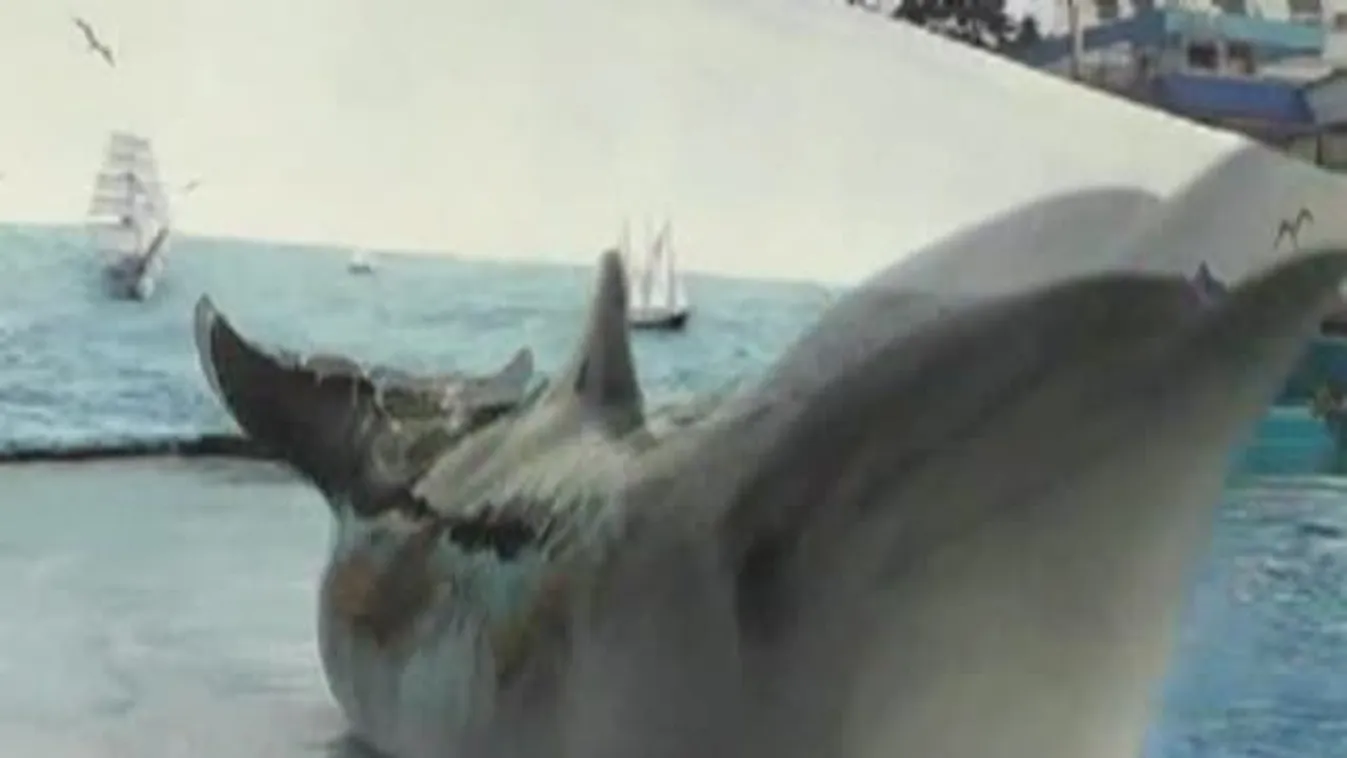 A szárazföldön jár egy delfin