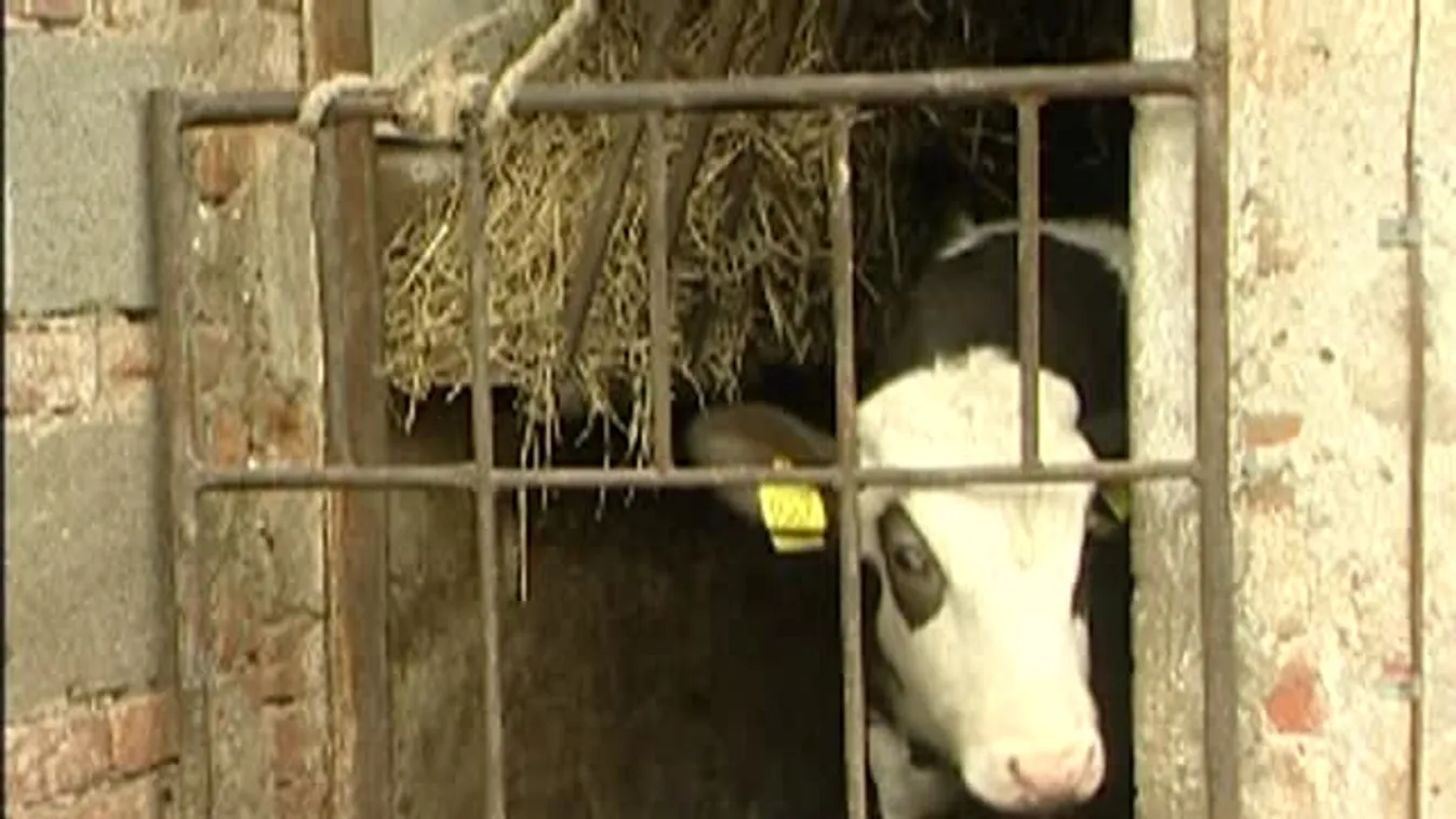 Soroló – Fő profiljuk a tejtermelés