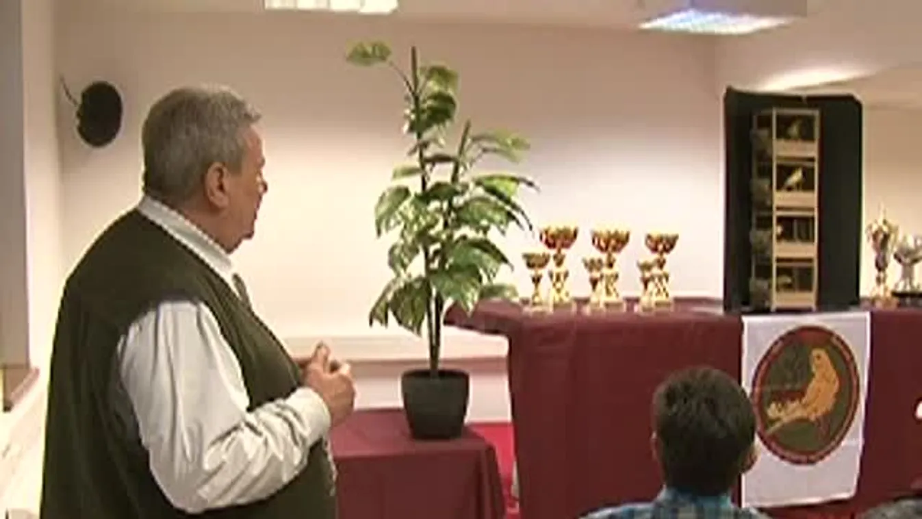 Hogyan fejleszthető a kanárik éneke?