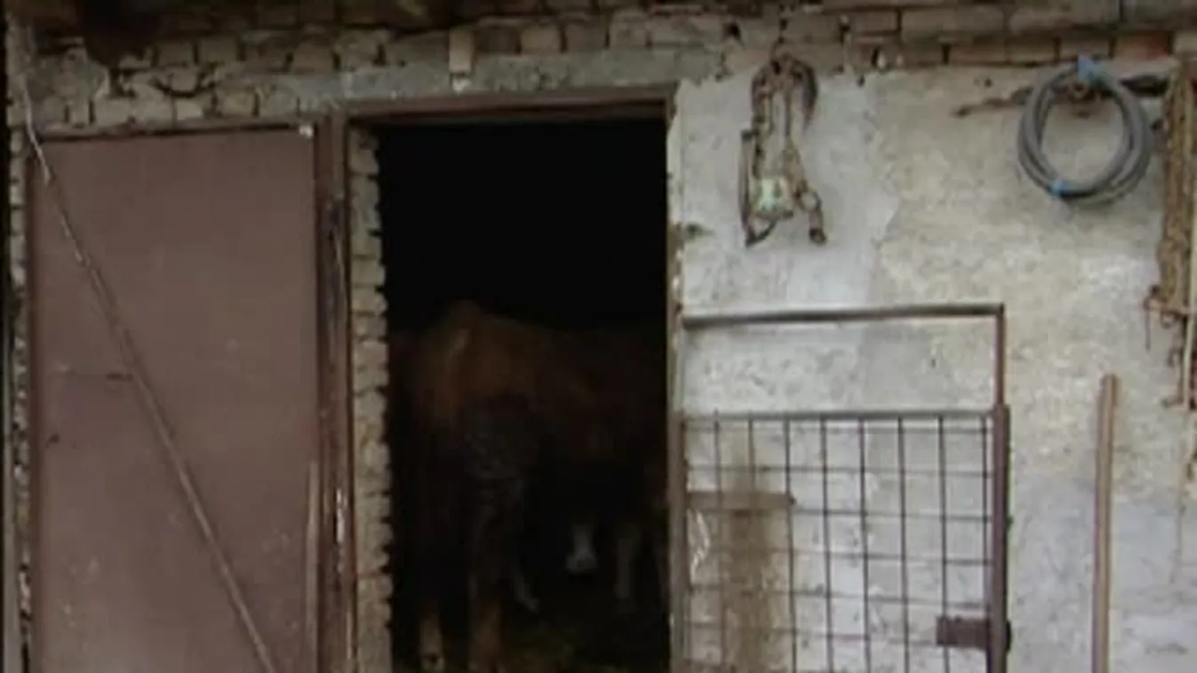 Soroló – Mindenki ismeri Dániel Istvánt, a fogatost