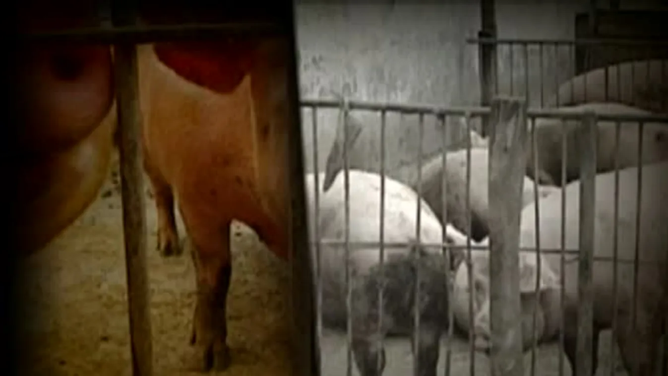 Bruttó – Mennyi lesz a kenyér és a hús tavasszal?