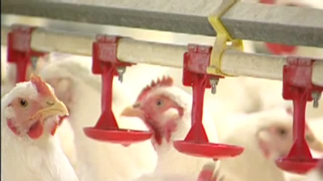 Soroló – Várhatóan nem lesz elhelyezkedési gondjuk