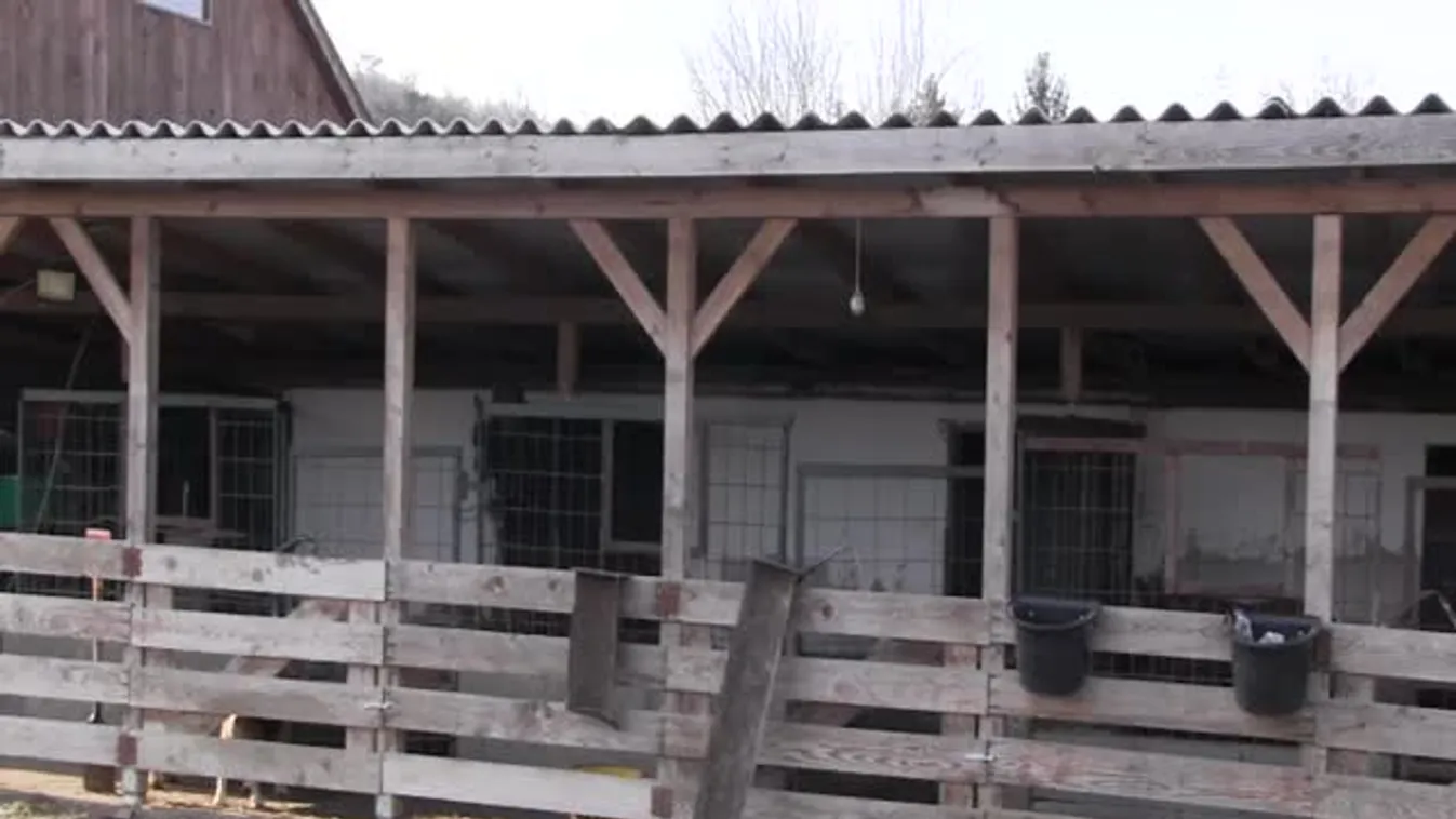 Amit a mangalicáról tudni érdemes