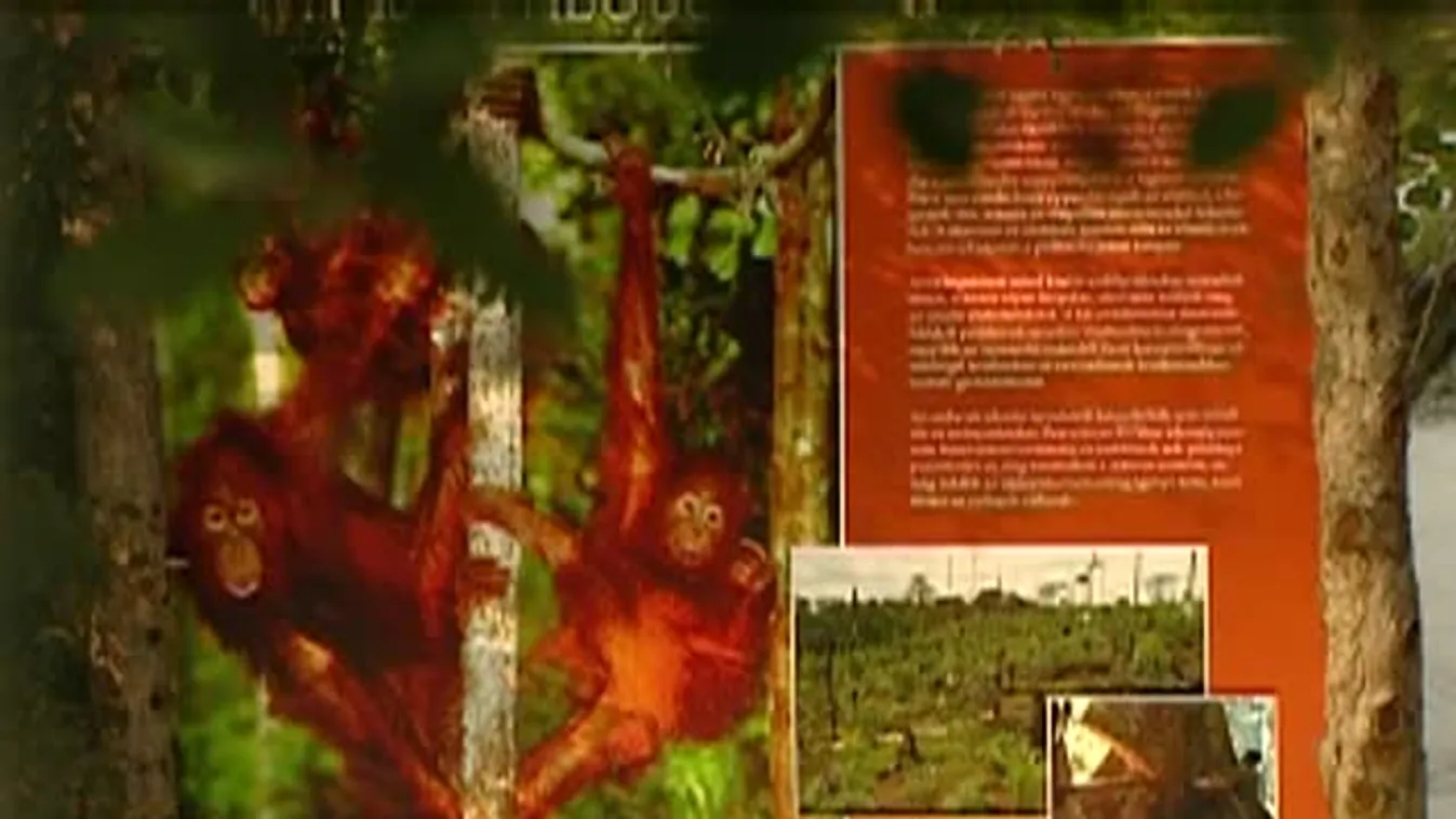 Rájátszás – Szupermúzeum a Városligetben