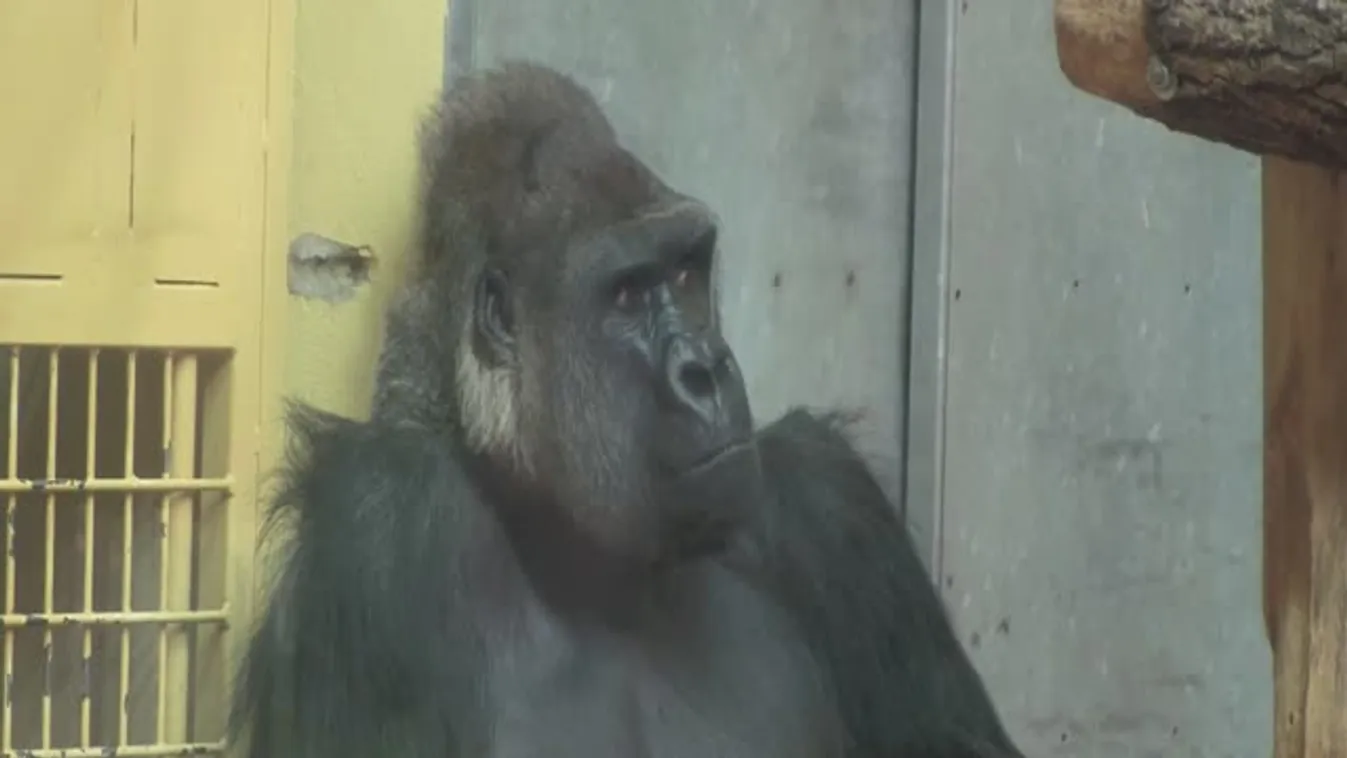 Világraszóló szenzáció a budapesti elefántbébi