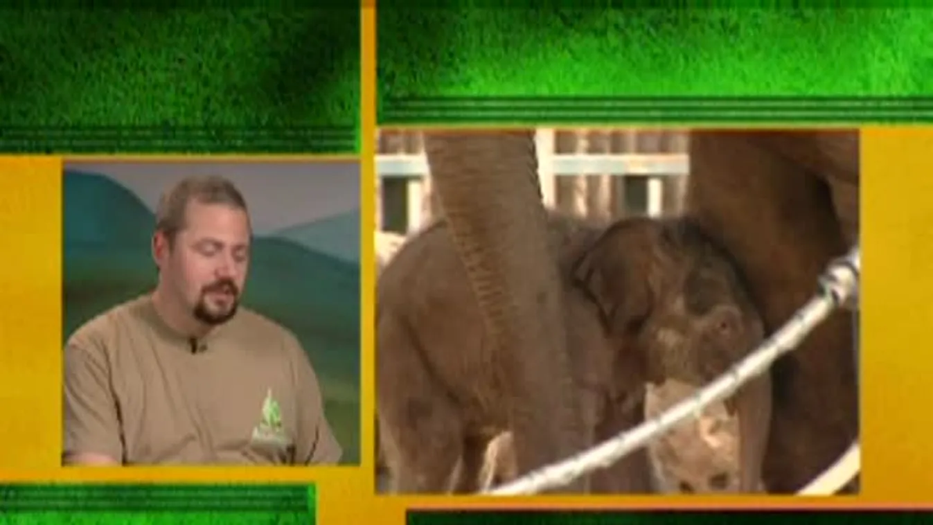 Zöld övezet – Már most 80 kilogrammos a kiselefánt