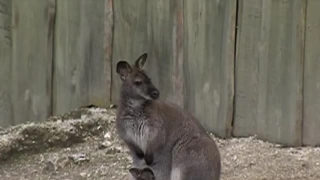 Benett-kenguruk születtek a veszprémi állatkertben