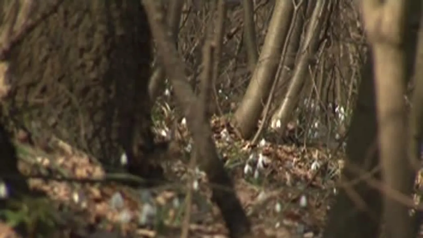 Országszerte virágzik a hóvirág