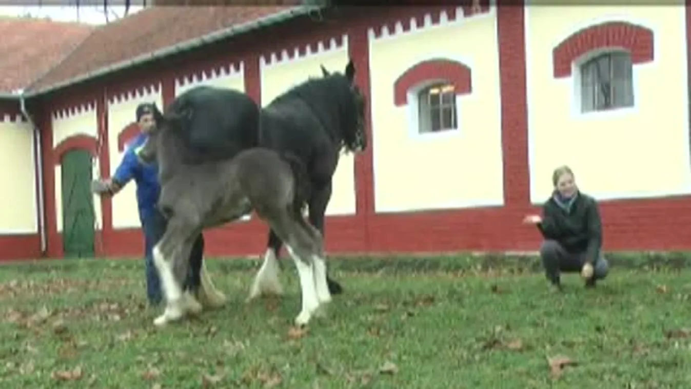 Óriás kiscsikó látta meg a napvilágot Szenttamáson
