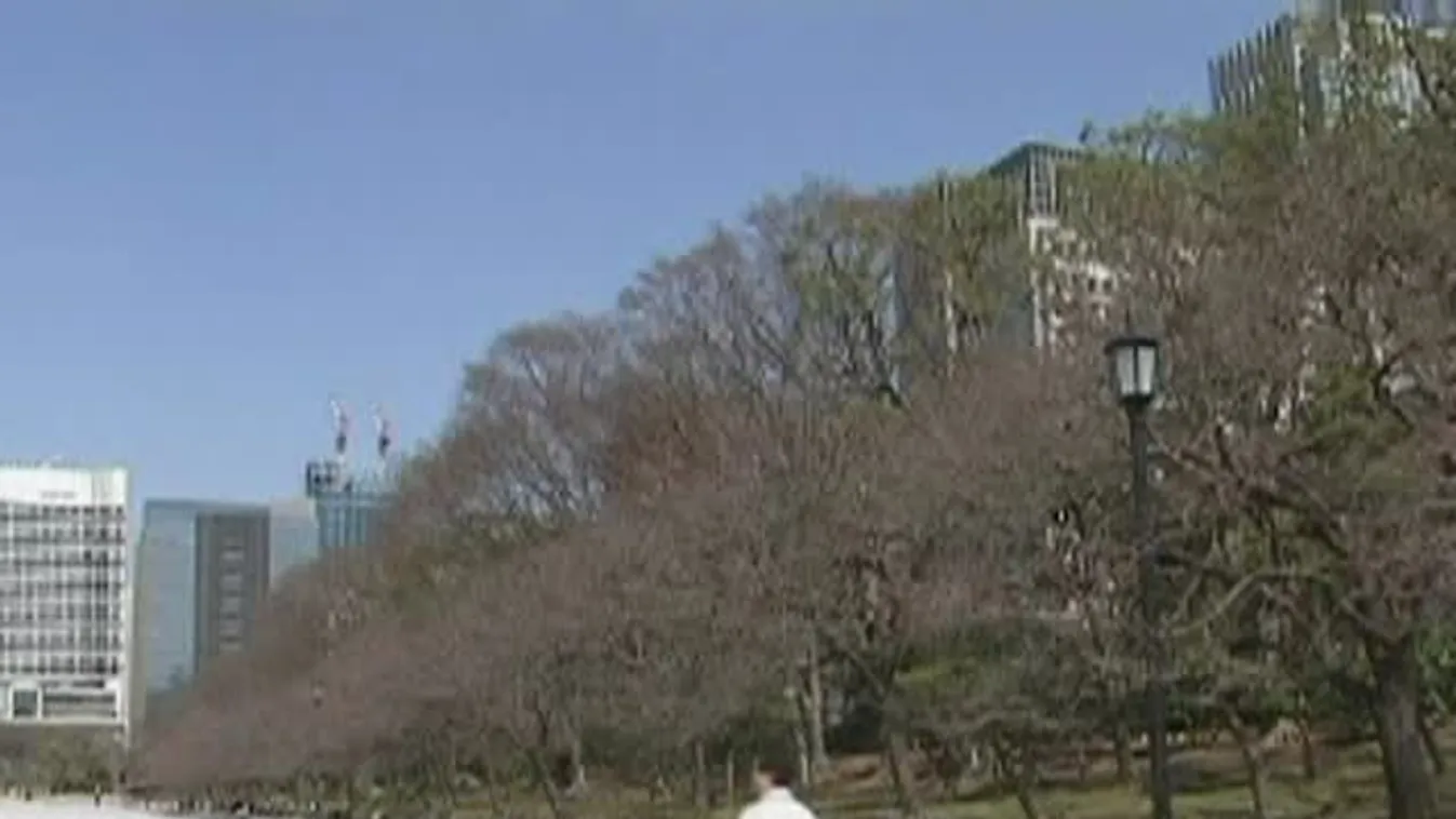 Virágba borultak a cseresznyefák Japánban