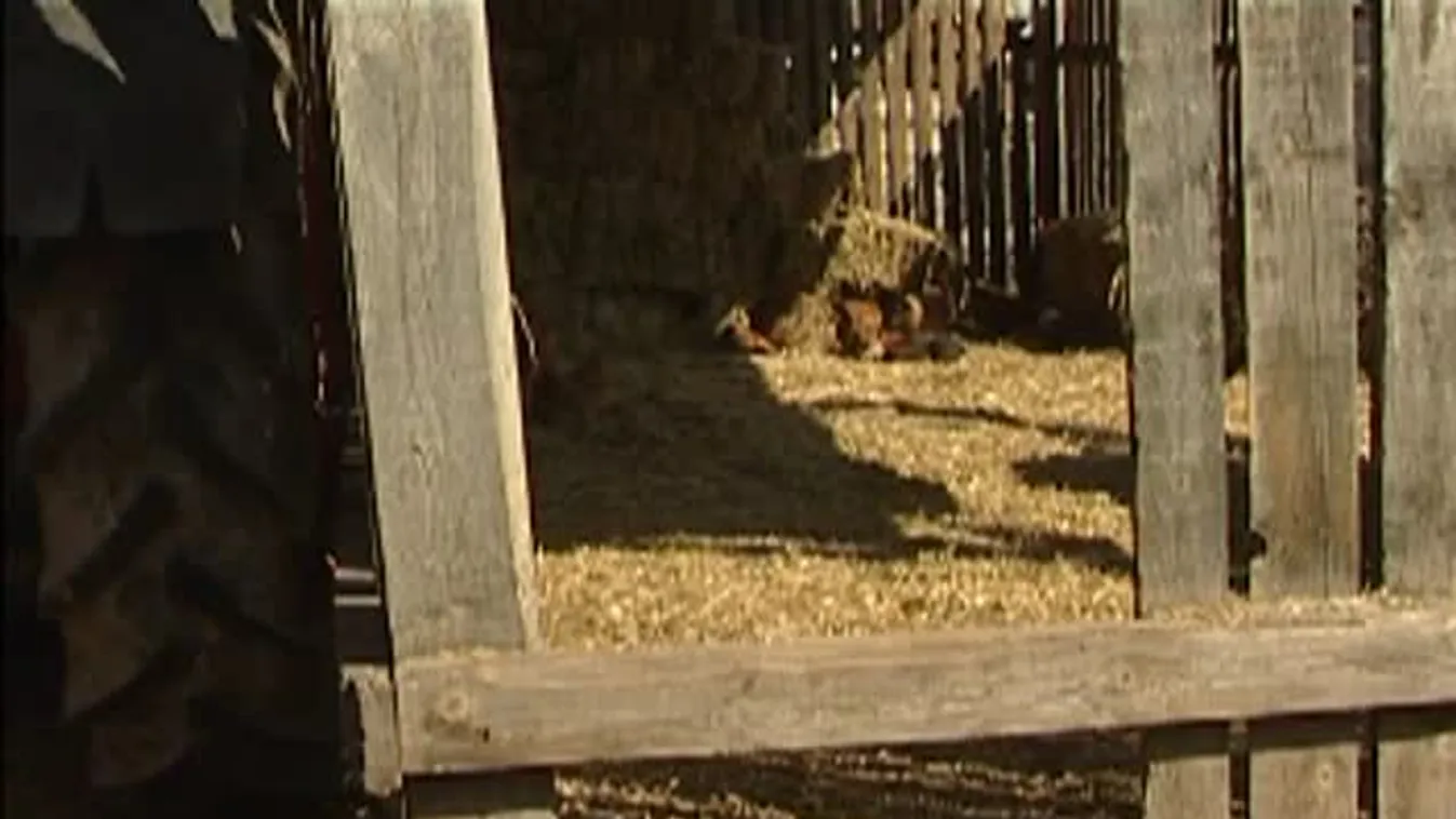 Soroló - Jó áron keltek el a húsvéti bárányok