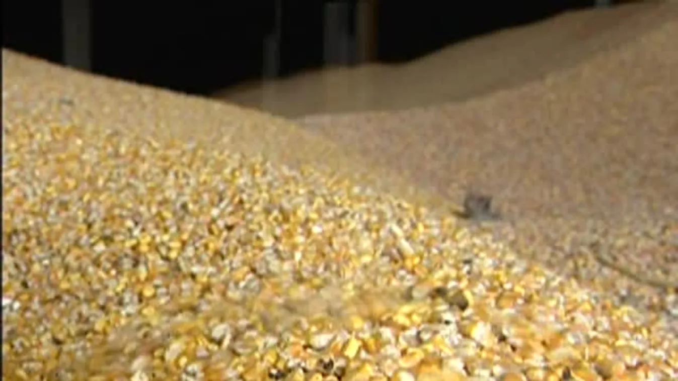 Soroló – Nagy gondot okoznak az átázott földek