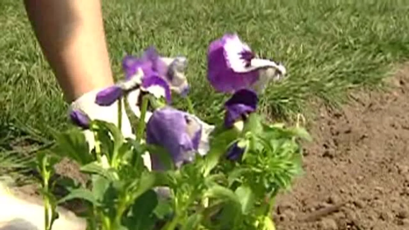 A föld napját ünnepelték a városligetben